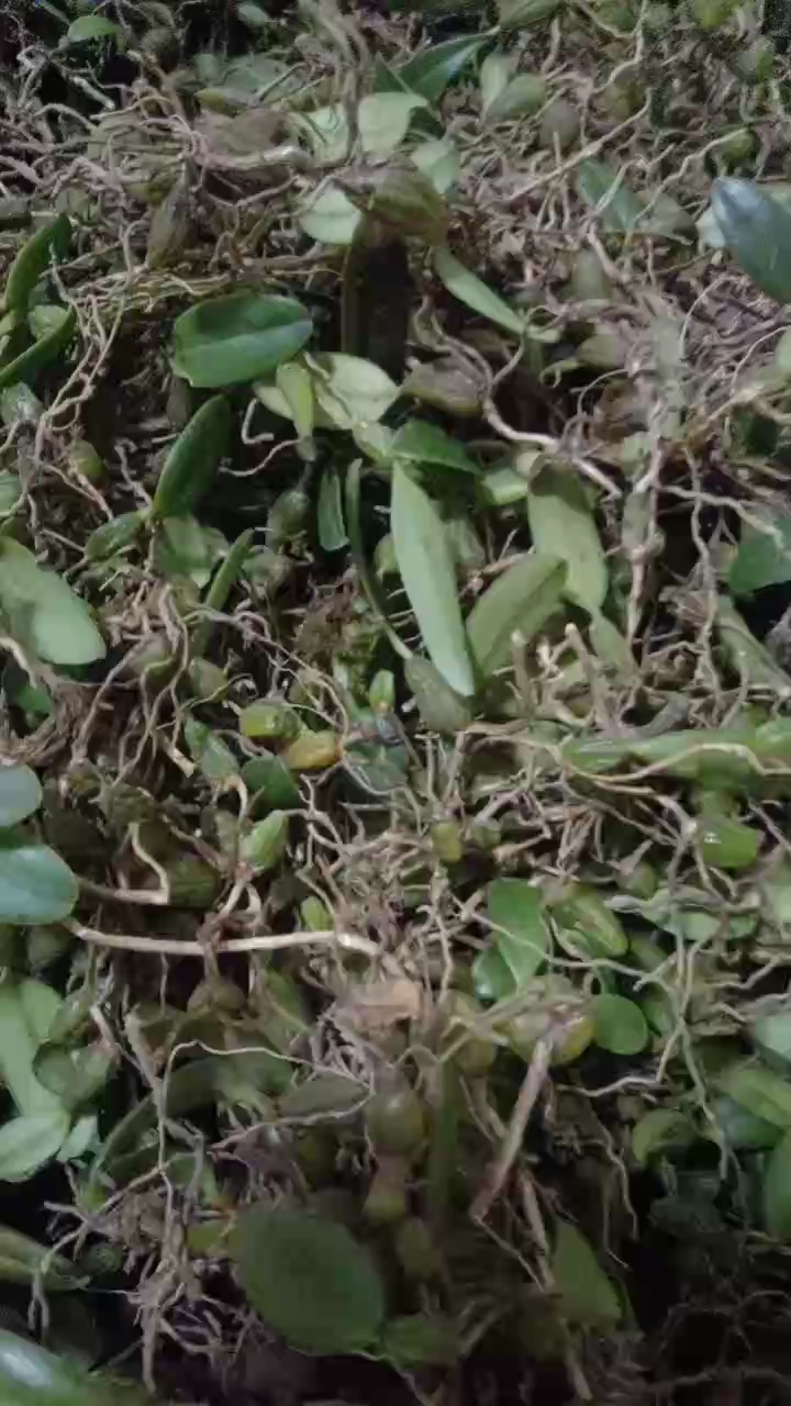 石橄榄  石豆兰，尖叶石豆兰，精品石米，小果，硬叶！