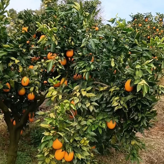 辰溪县脐橙