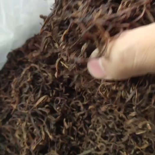 安国市牛粪养的蚯蚓，