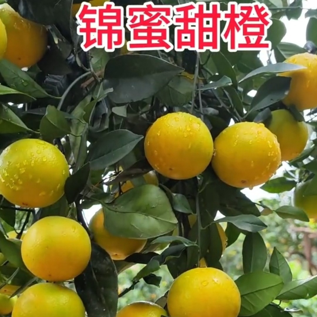 湖南麻阳〔锦蜜〕纯甜冰糖橙自家果园直销现摘现发