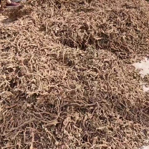 广水市供应优质石菖蒲