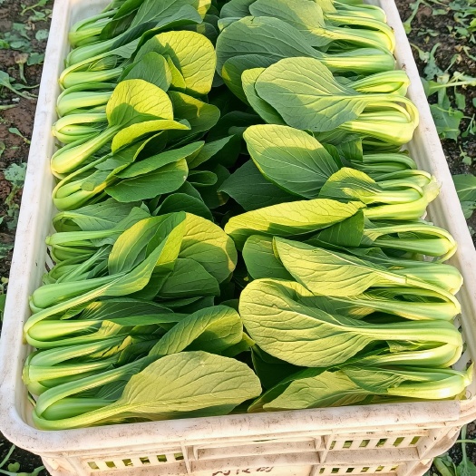 南通南通产地直供上海青菜