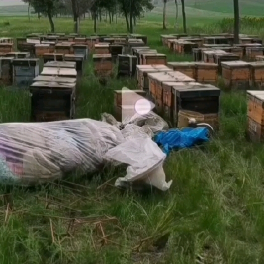 施秉县土蜂蜜，全国追花