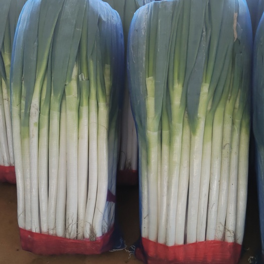 兰陵县大量供应优质大葱，货源充足，代发全国各地。