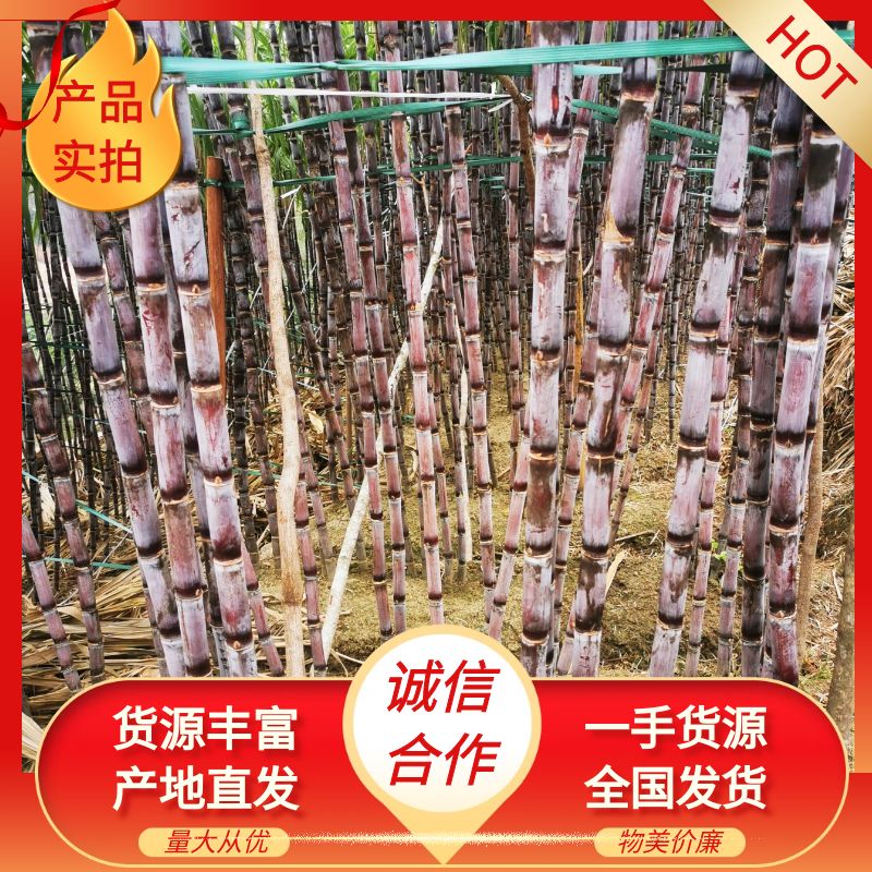 【精品】精品紫皮甘蔗 产地直发  皮薄汁多 可视频 基地看货