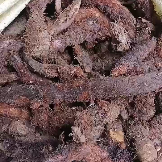 来宾骨碎补鲜货，净货