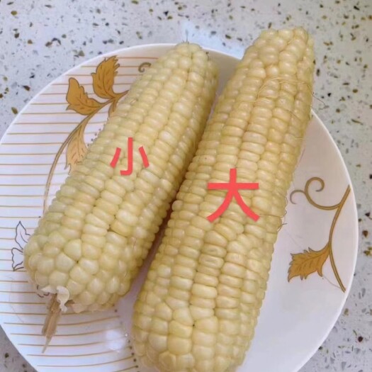唐山速冻玉米336软糯香甜，口感好
