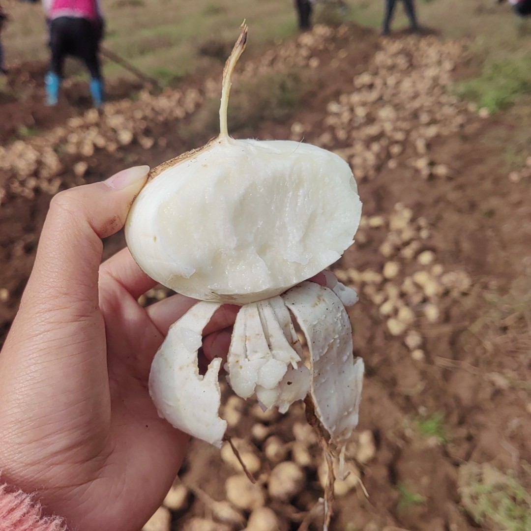 现挖现发《地瓜、凉薯、地萝卜、土瓜》，新鲜出土，口感细腻甜