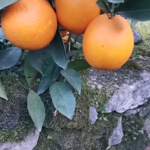 保靖县纽荷尔脐橙