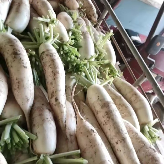 聊城白蘿卜