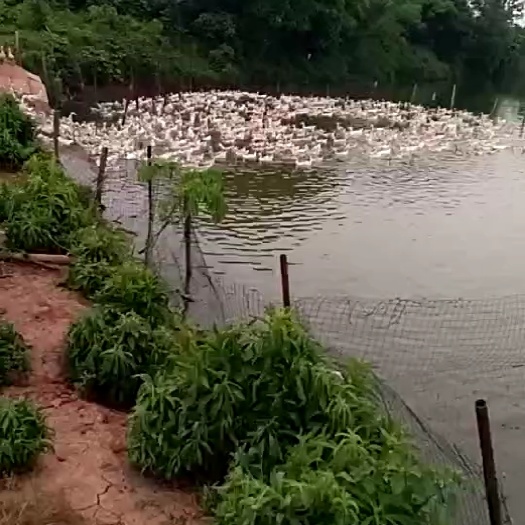 宁波土鸡蛋，放鸭蛋，