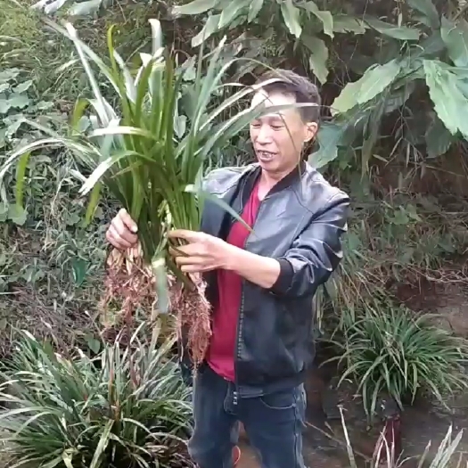 梧州石昌蒲种苗