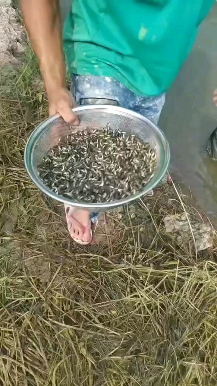 优质鲈鱼苗，优鲈三号鲈鱼苗，易活好养，抗病能力强