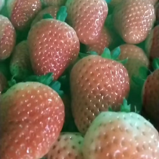 阜阳闻集镇草莓