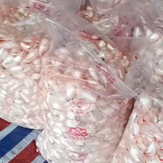 潜江市鱼籽鱼鳔 白莲鱼泡金黄鲤鱼籽。
