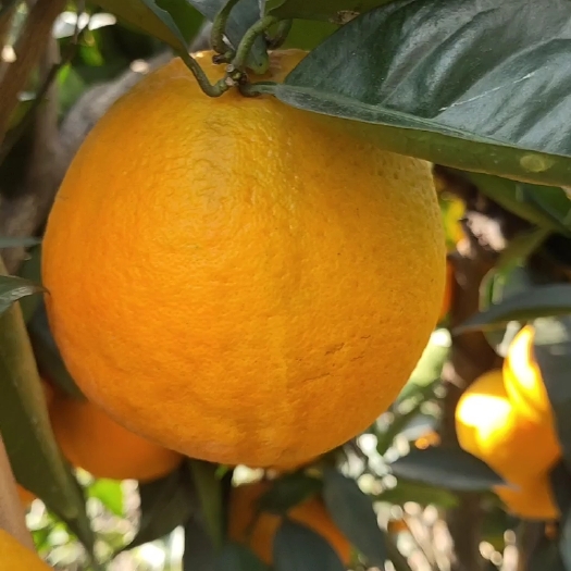 屏山县大凉山雷波脐橙、蜂蜜香味、饱满多汁甜  产地直销