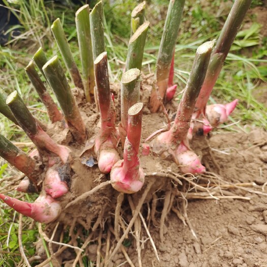 横州市泰国品种白皮南姜种植基地直销