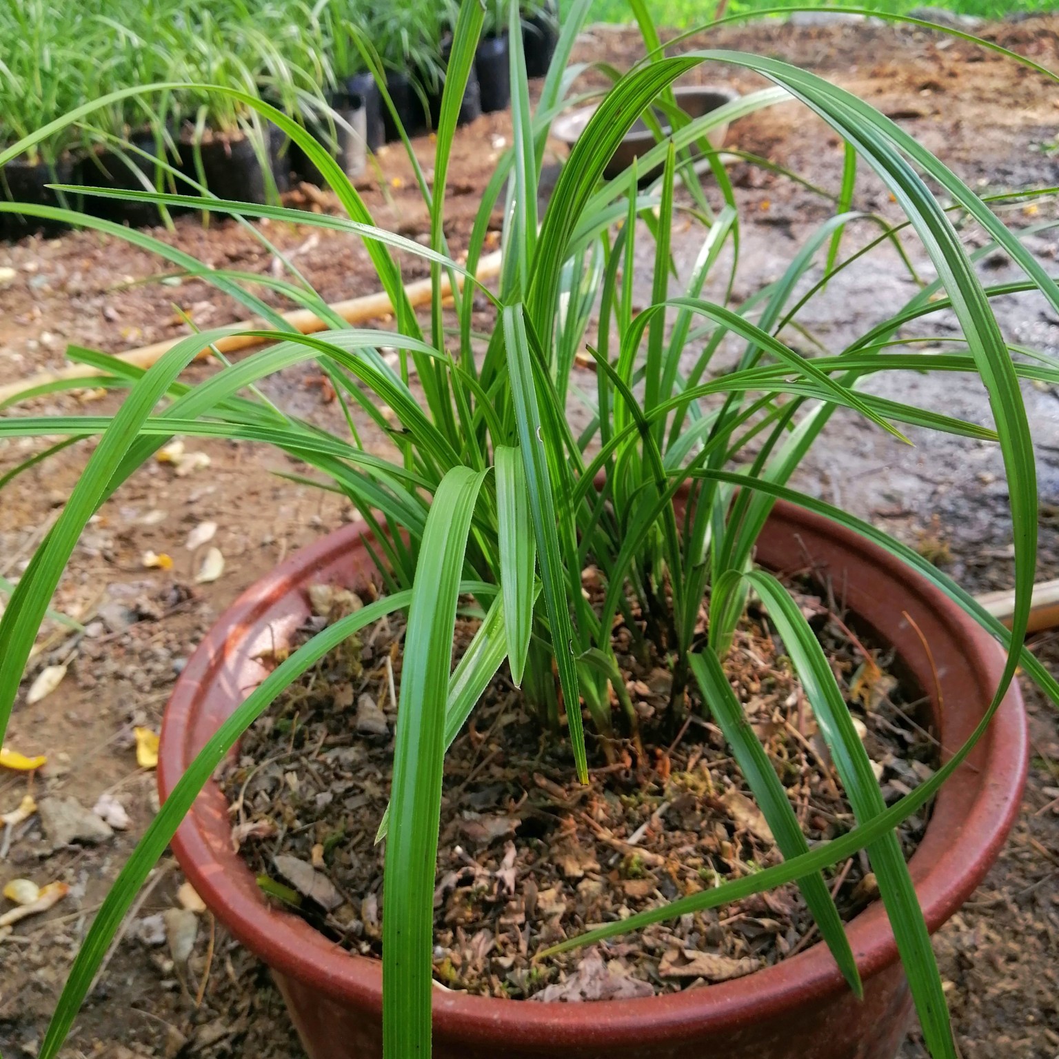 兰花专业种植栽培植料腐松木蔸粉碎木屑大小块径可选一件一大水桶