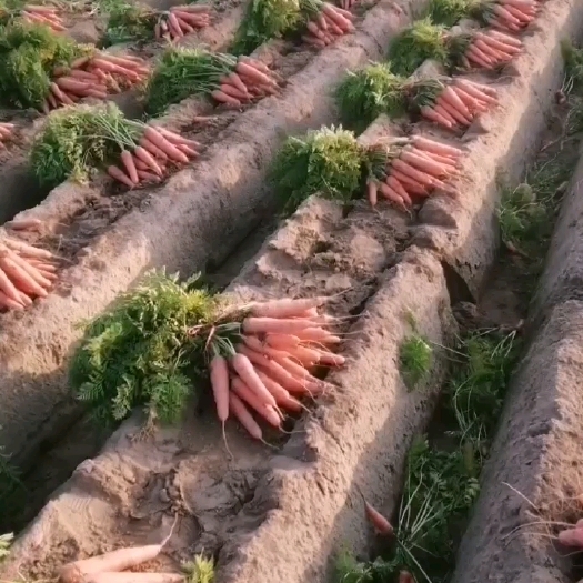 开封河南开封市祥符区沙土地胡萝卜