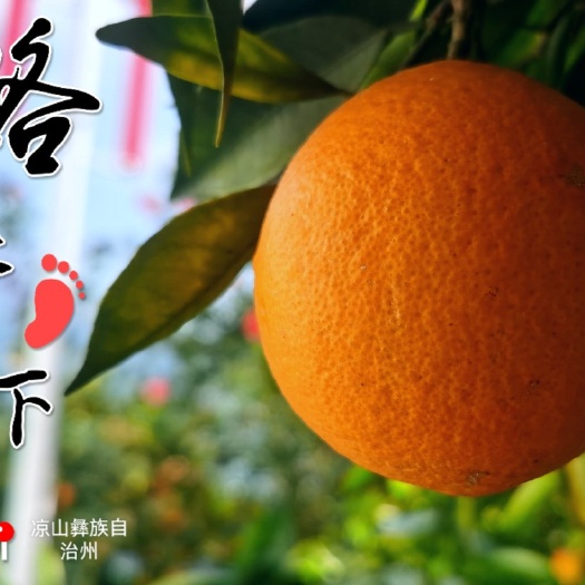 雷波县橙肉甜脆化渣，皮薄多汁，出汁率超高榨汁，酸甜可口，