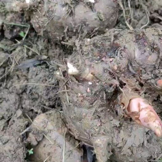 正安县鲜魔芋做出来的魔芋豆腐的品质