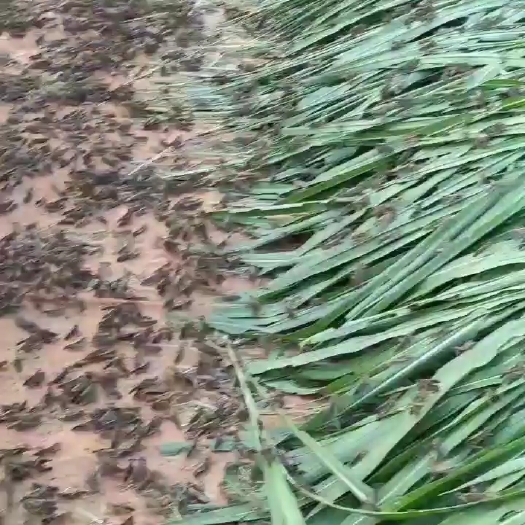 来宾最后一批蝗虫了，有需要的朋友赶紧抢购了
