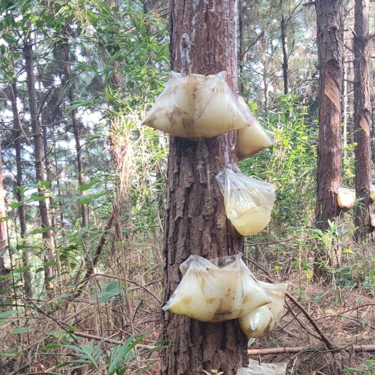 天然松脂油，棺材防腐剂，棺材刷松脂油千年不朽