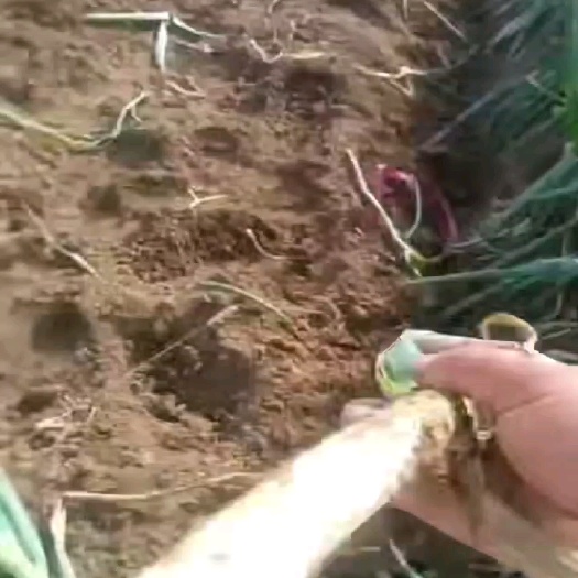 邯郸大葱