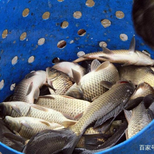 濉溪县大量供应土鲫鱼  规格齐全