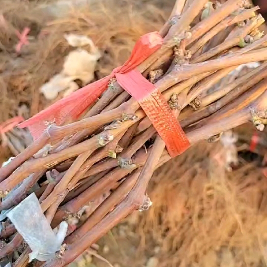 昌黎县夏黑枕木嫁接阳光玫瑰葡萄苗