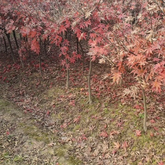 潢川县红枫树供应日本红枫树供应嫁接红枫耐寒红枫树供应
