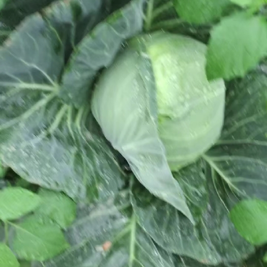 博罗县京包