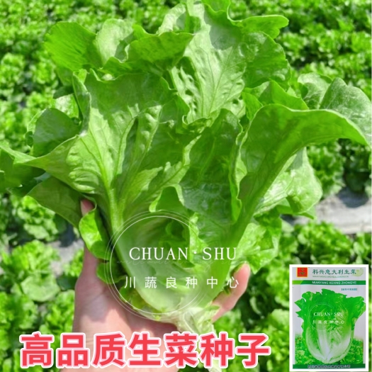 绵阳耐热耐抽苔生菜种子四季生菜种子意大利生菜种子半包心