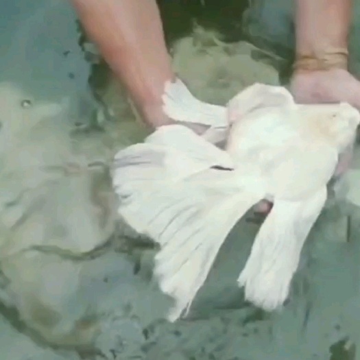 蝴蝶鲤批发25~40cm（多种颜色）