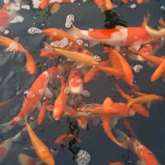 沭阳县转运锦鲤，白写，丹顶，黄金，黑白，昭顶，太红，红白等各种锦鲤