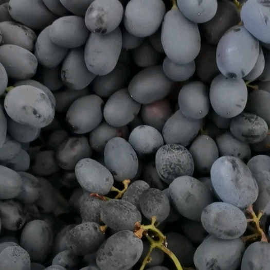 辽南秋黑葡萄粒大口感甜果粉好大量出库