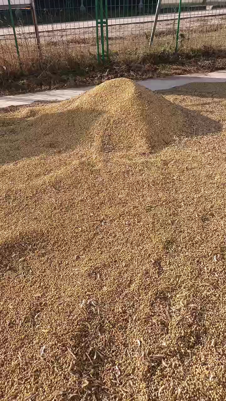 黄大豆