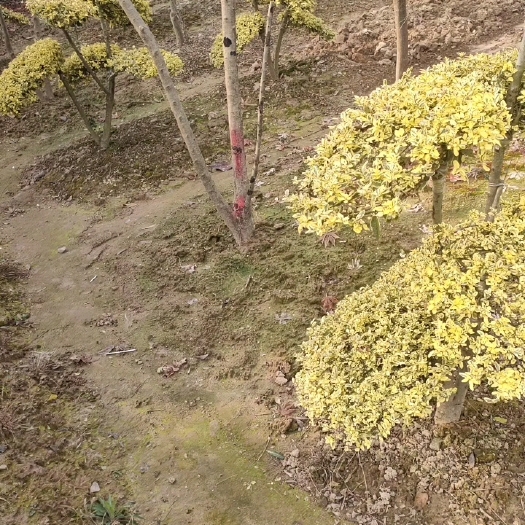 亮晶女贞造型供应嫁接亮晶球类亮晶杯苗供应
