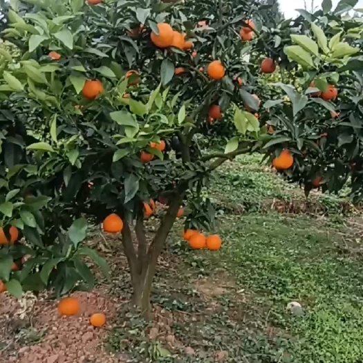 梓潼县爱媛橙