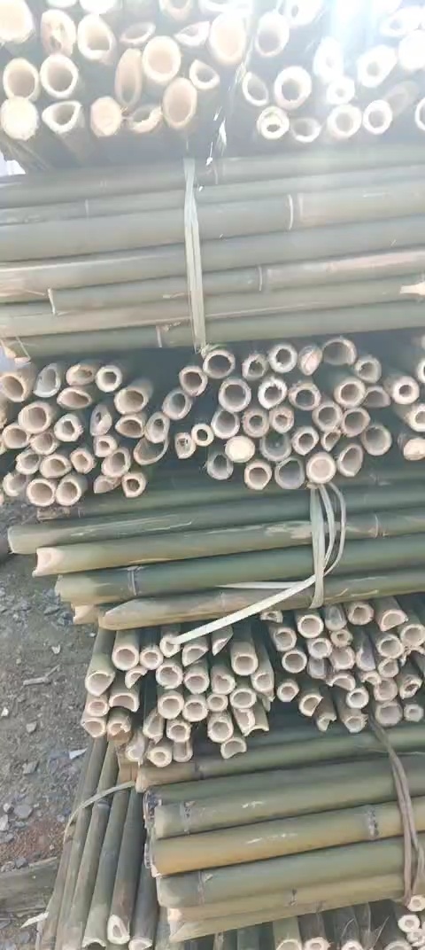 永州苦竹