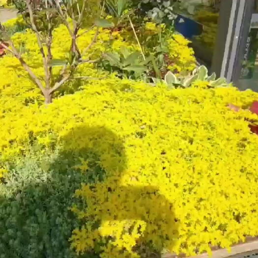 清远金叶弗甲草地被植物四季观叶盆栽庭院绿化