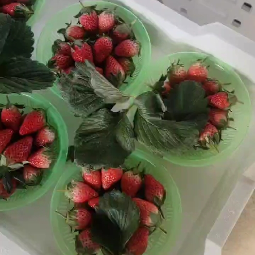 徐州甜宝草莓，宁玉草莓，代办