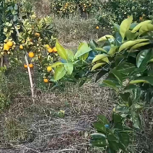 龙岩脐橙