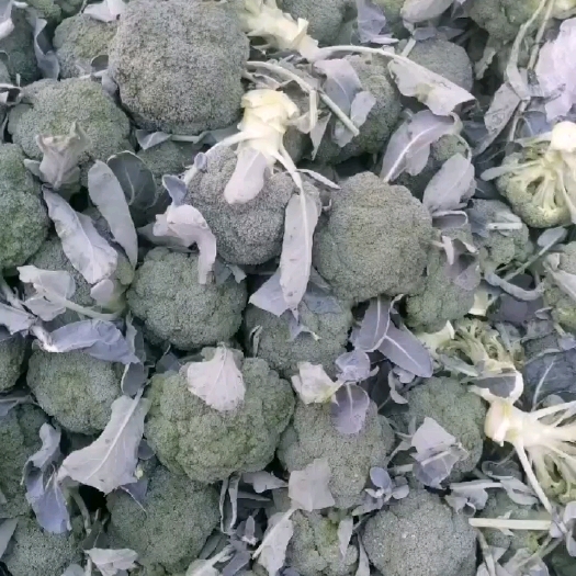 炎秀西兰花，产地直供，品种齐全，大小均匀，颜色好，欢迎选购