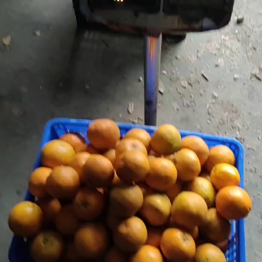 重庆市春见耙耙柑，汁水足，无核，会带有一点点果酸，自家果园
