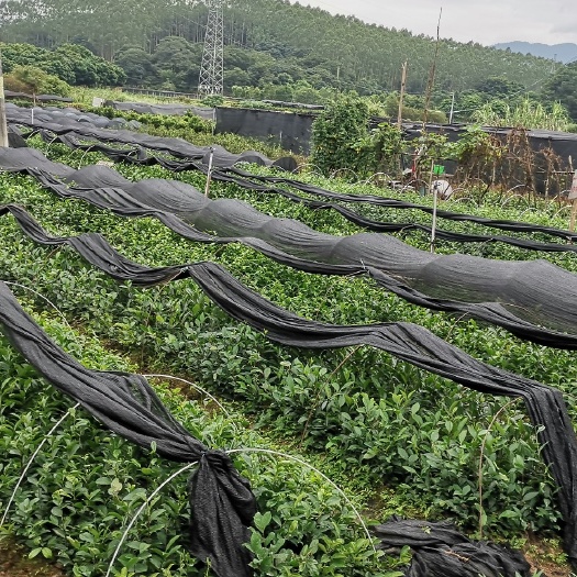 饶平县凤凰单枞茶苗白叶