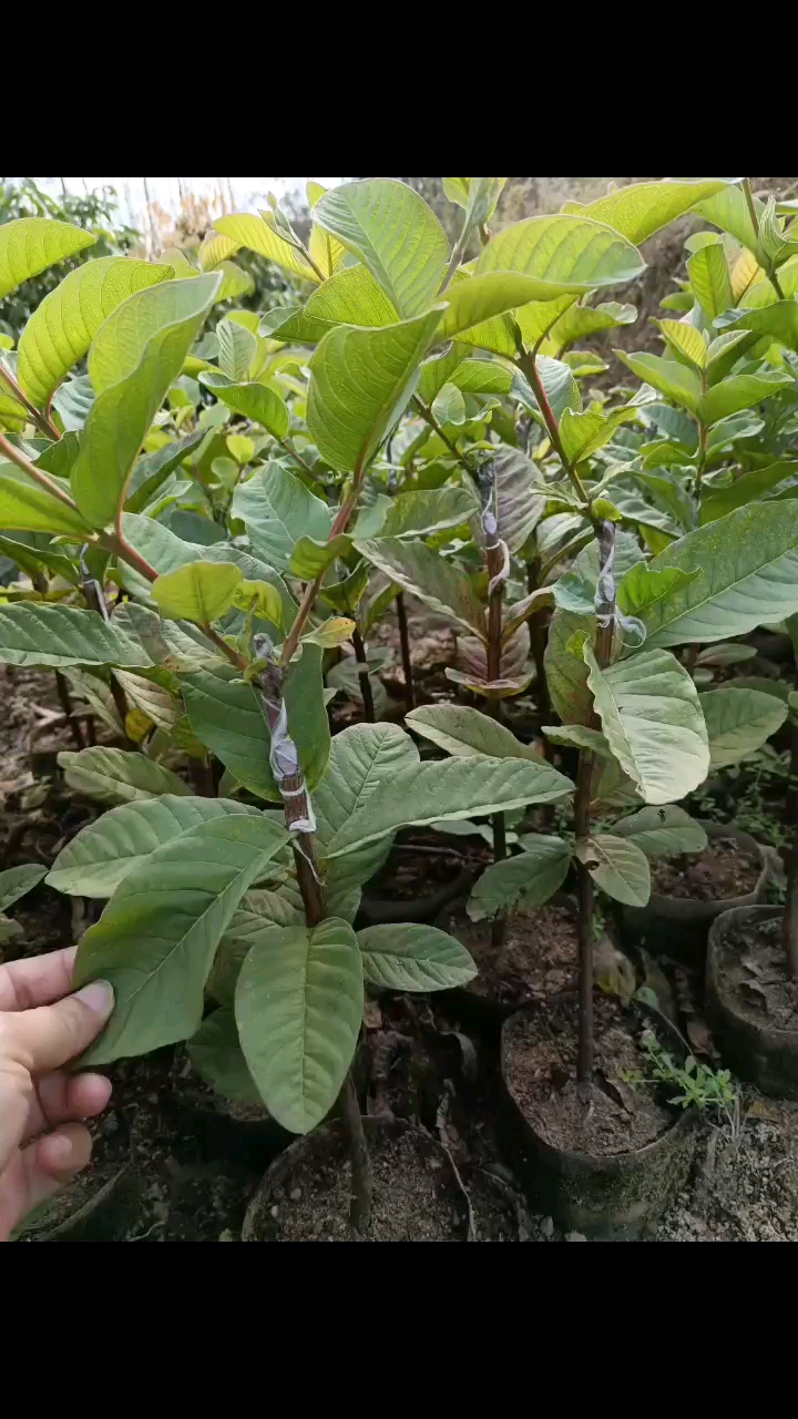 珍珠番石榴嫁接果树苗品种