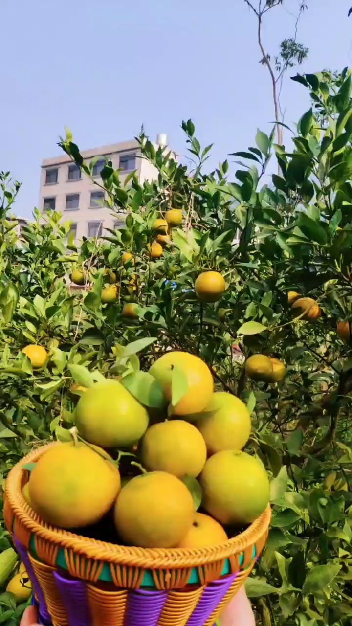 广西桂南皇帝柑自产自销品质保证清甜可口可供电商市场量大优惠