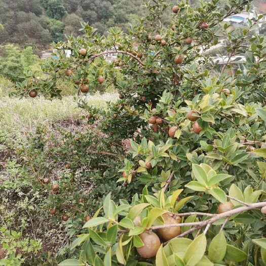 百色山茶油，自家种50亩，人工机器除草，无肥料，无农药。