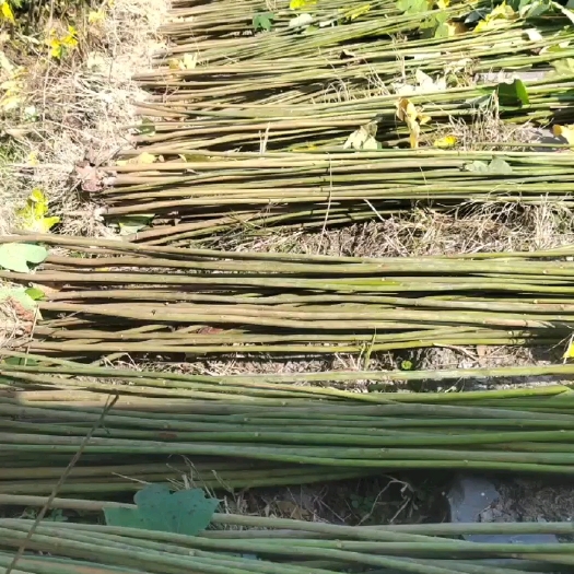 靖州县油桐苗
